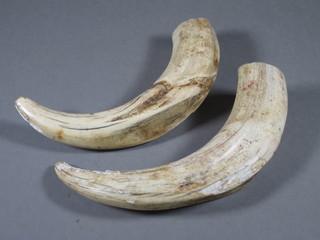 A pair of carved ivory tusks 6 1/2"