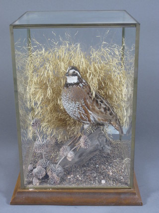 A stuffed and mounted partridge contained in a glazed case 13"