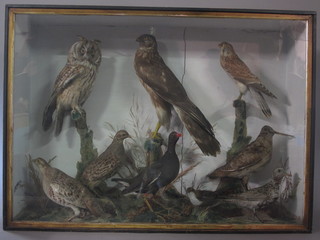 A Victorian arrangement of 9 various stuffed and mounted birds  including a Kestrel, an owl, a moorhen etc, 26 1/2" x 36 1/2"   ILLUSTRATED