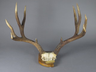 A pair of antlers marked White Tailed Deer Montana 1896