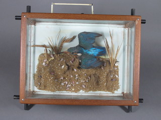 A Victorian stuffed and mounted King Fisher contained in a Cambridge style display case 12"
