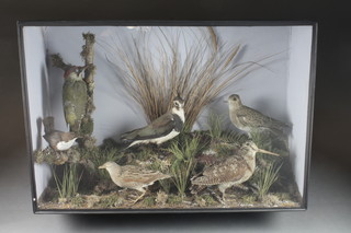 A Victorian taxidermy arrangement of 6 stuffed and mounted  birds including Woodpecker, Snipe etc contained in an ebonised  case 32"  ILLUSTRATED
