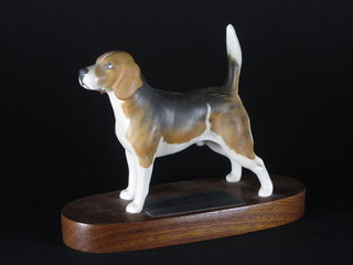 A Beswick figure of a standing beagle raised on oval base 5"
