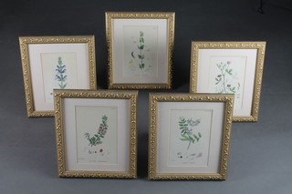 5 various French Botanical prints contained in a gilt frames 9" x  6"
