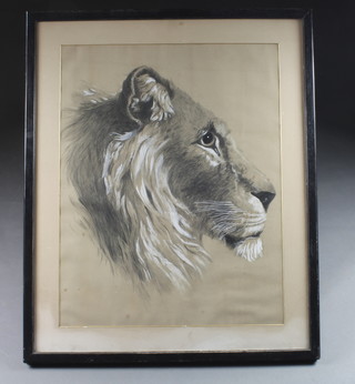 A gouache head and shoulders portrait "Lion" 25" x 20"