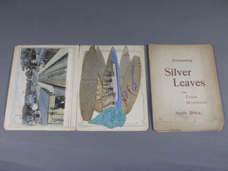 2 books of Everlasting Silver Leaves from Table Mountain