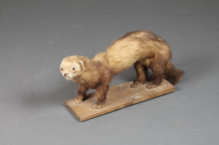 A stuffed and mounted brown ferret 17"