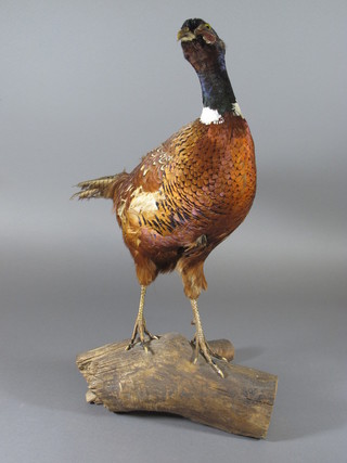 A taxidermy study of a cock pheasant 22"h