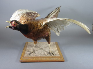 A taxidermy study of a cock pheasant raised on a naturalistic  wooden plinth base