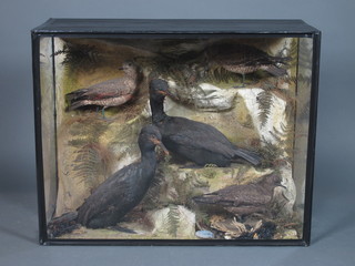 A taxidermy ornithological group of cormorants and gulls within  a naturalistic setting and ebonised display case 30"h x 38"w x  16"d