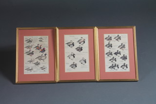 A set of three prints, studies of wild ducks contained in gold frames 9"h  x 5.5"w