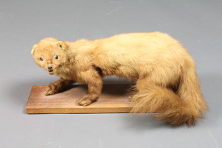 A stuffed and mounted figure of a Pine Martin 17"