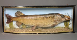 A stuffed and mounted pike contained in a bow front case,  marked Pike 35 pounds, found dead, Forked Pond, Thursley, 15.3.68, 49"  ILLUSTRATED