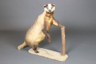 A stuffed and mounted badger 8"