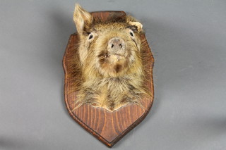 A stuffed and mounted wild boars head
