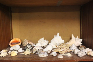 A collection of various sea shells