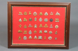 2 frames containing a collection of British Military cap badges