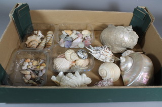 A collection of sea shells