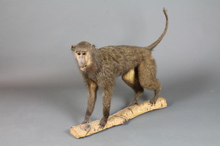 A stuffed and mounted Barbary Ape 36"   ILLUSTRATED
