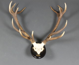 A taxidermic set of stags horns of 14 points on an oval plaque inscribed "Naval Sordo 12 January 1997" monogrammed OB  40"h