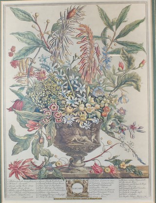 A set of 12 botanical coloured prints in the early 18th Century style, 15.5"h x 11"w