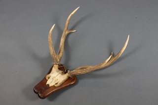 A pair of mounted antlers