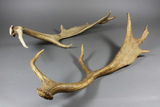 A pair of antlers