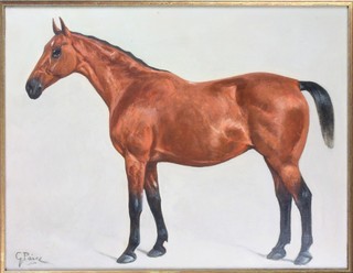 G Paice, oil on board, study of a standing bay horse 13" x 18"