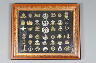 43 various military cap badges, some re-strikes, contained in a maple finished frame
