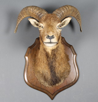 A stuffed and mounted goats head ILLUSTRATED