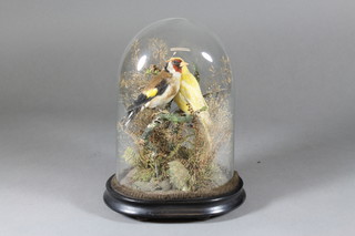 A pair of Victorian stuffed and mounted birds complete with glass dome 10"