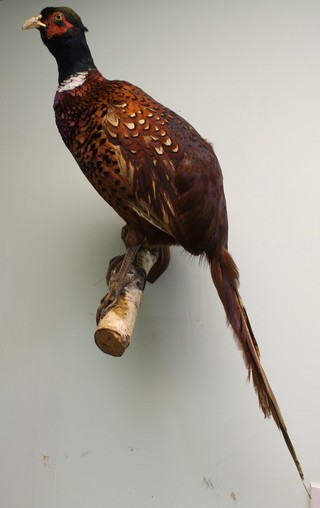 A stuffed pheasant mounted on a branch