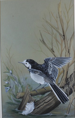 K Blandwood, watercolour and body colour on paper, study of a  song bird amongst branches, signed 13.5"h x 8.5"w