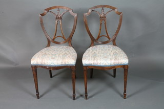 A pair of Edwardian stained beechwood salon chairs in the  Sheraton style with reeded shield backs above stuff over seats,  raised on square tapered fluted legs