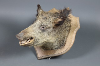 A stuffed and mounted wild boar's mask