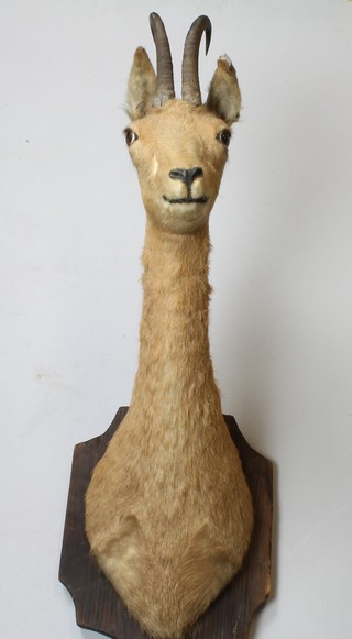 A stuffed and mounted Pyrenean Chamois head 