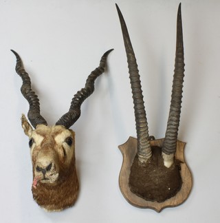 A stuffed and mounted Thomson's Gazelle head, muzzle requires attention together with a pair of antelope horns 