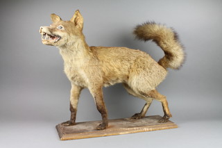 A stuffed figure of a standing fox mounted on a base 