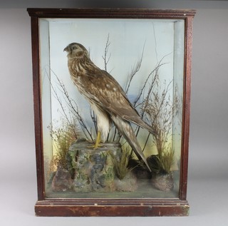 A Victorian stuffed and mounted Marsh Harrier, cased, 28"h x 19"w x 12"d 