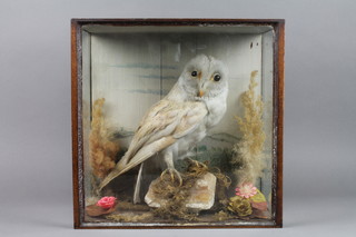 A stuffed and mounted barn owl contained in mahogany and glazed case 13"h x 13 1/2"w x 7 1/2"d