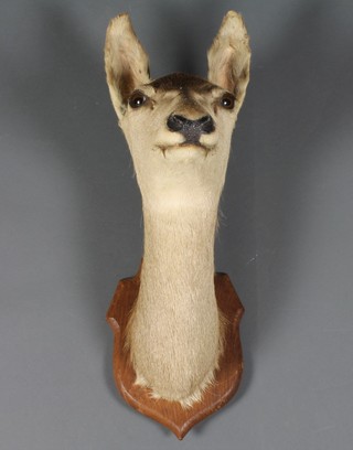 A stuffed and mounted female deers head