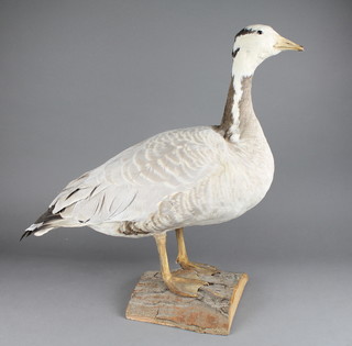 A stuffed and mounted duck 18" 