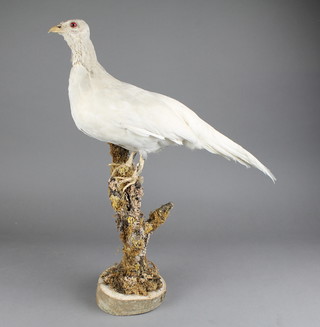A stuffed and mounted Albino pheasant, some feather loss to throat and missing claw 