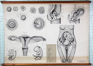 3 school room scientific charts - Human Embryology, Cells and Skin Sections