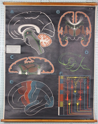 3 science classroom teaching charts - Muscular Tissue, The Brain and Circulation 
