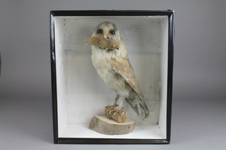 A stuffed and mounted owl contained in a rectangular case 15" x 13"