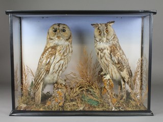 2 stuffed and mounted owls in a naturalistic case 17" x 23"