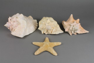 A Starfish 8" and 3 large shells