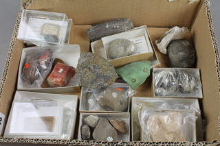 A collection of various fossils