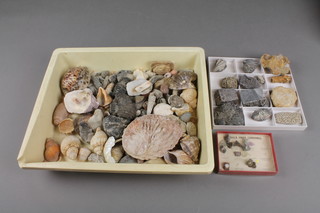 A tray of various fossils etc